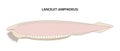 Lancelet or Amphioxus (Branchiostoma). The lancelet is a small, translucent, fish-like animal.